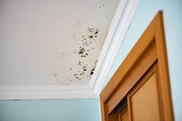 Best Bathroom Mold Remediation in Roaring Spring, PA