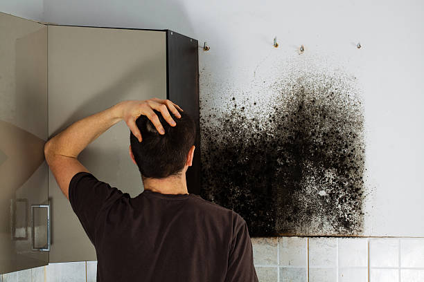 Best White Mold Remediation in Roaring Spring, PA